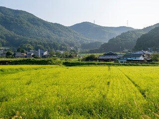 Obraz premium 大阪府の能勢町に広がる田園風景