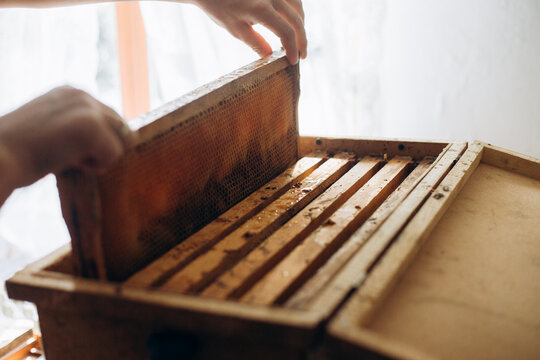 Beekeeper extracting honey from wooden beehive frame