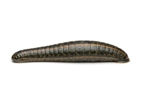 Close-up of medicinal leech isolated on white for medical and scientific use