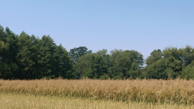Panorama krajobrazu wiejskiego w porze letniej, pola kwitnące plony i drzewa w oddali na tle błękitnego nieba z niemalże bezchmurną pogodą