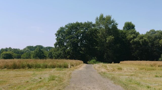 Panorama ścieżki w krajobrazie wiejskim w porze letniej, pola kwitnące plony i drzewa w oddali na tle błękitnego nieba z niemalże bezchmurną pogodą