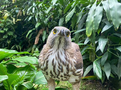 Close-up portrait of a Changeable Hawk-Eagle looking directly forward surrounded by lush tropical green foliage.