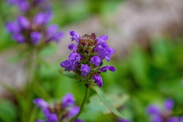 Obraz premium 新緑をバックの満開の紫色のウツボグサの花のマクロ撮影 