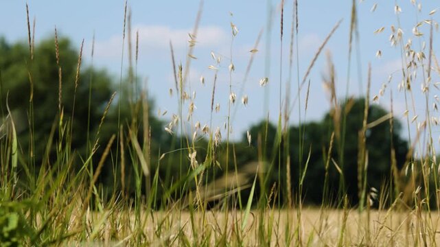 Panorama traw rosnących przy polu powiewających na wietrze wok&oacute;ł krajobrazu wiejskiego w porze letniej, trawy rosnące przy kwitnących polach na tle błękitnego nieba z niemalże bezchmurną pogodą