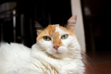 Portrait of a red and white cat with green eyes  © ric