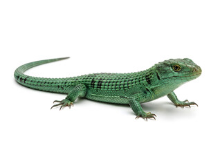 Fototapeta premium Green Mexican alligator lizard basking on white isolated background for wildlife design projects