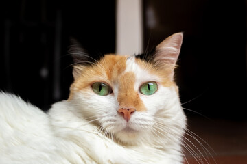 Portrait of a red and white cat with green eyes  © ric