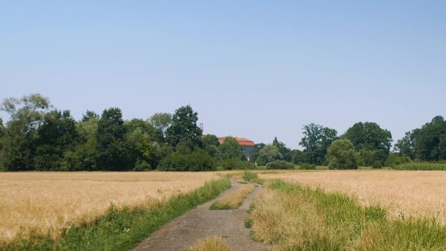 Panorama ścieżki w krajobrazie wiejskim w porze letniej, pola kwitnące plony i drzewa w oddali na tle błękitnego nieba z niemalże bezchmurną pogodą