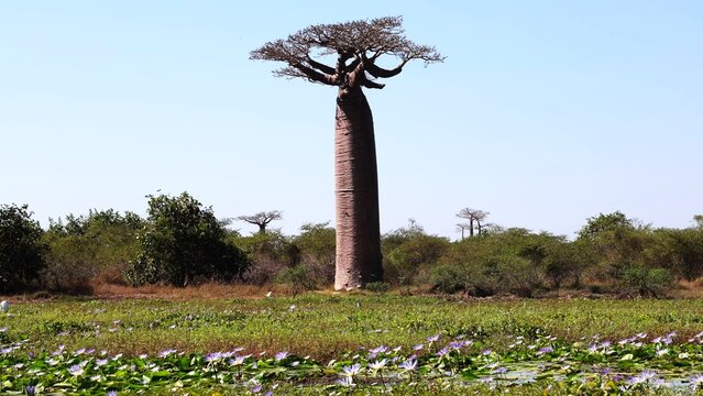 Grandidier Baobab Tree Standing in Water Lily Pond in Madagascar