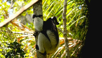 Indri Lemur Climbing Tree Trunk in Madagascar Jungle © MasterStyles