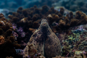 Close-up of a camouflaged reef octopus resting on coral in its natural underwater ocean habitat © Jalvan