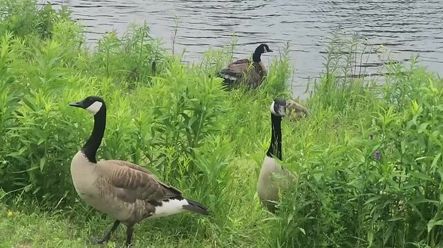 canada goose family