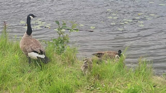 canada goose family