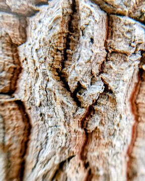tree bark texture