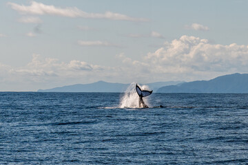 Humpback whale tail slapping the ocean surface with dramatic water splash in Bahía Solano, Colombia © Jalvan