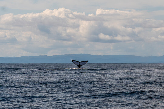Humpback whale tail slapping the ocean surface with dramatic water splash in Bah&iacute;a Solano, Colombia