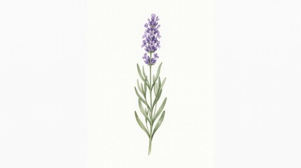 Fototapeta premium Purple Lavender Watercolor Botanical Illustration, delicate aromatic flower isolated on white for wellness, beauty and nature designs