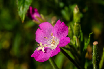 Obraz premium Close-up of a vivid pink wildflower blooming among green vegetation in bright natural sunlight.