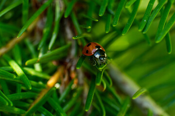 Front view of a red ladybug perched on a green conifer needle surrounded by dense evergreen foliage. © Mateusz