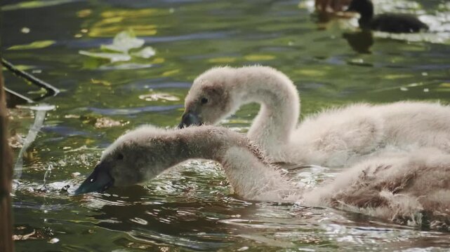 Two cute fluffy grey swan cygnets swimming in pond and eating leaves from human hand, close up of young swans