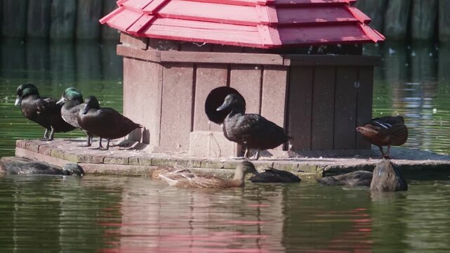 Black ducks resting and swimming around a wooden duck house on a pond