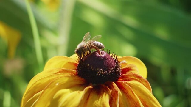 Honey bee collecting nectar on a blooming yellow rudbeckia flower in a sunny summer garden macro shot