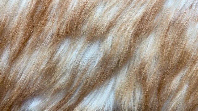 Soft orange cat fur texture, natural animal fur background in orange and white.
