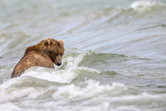 Alaskan brown bear searching for salmon in Naknek Lake