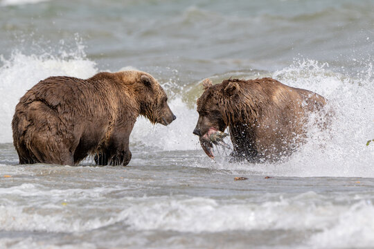 Two Alaskan browns bears face off searching for salmon in Naknek Lake.