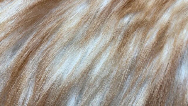 Soft orange cat fur texture, natural animal fur background in orange and white.