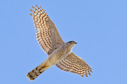 青空に翼を広げて飛ぶハイタカ(Eurasian Sparrowhawk)