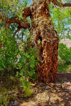 Amazing, Very Old and Gnarly Cottonwood Tree Trunk with See Through Holes at the Civilian Conservation Corps Camp in Leeds Utah.
