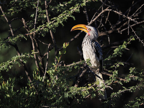 Southern yellow-billed hornbill (Tockus leucomelas) perched on branch