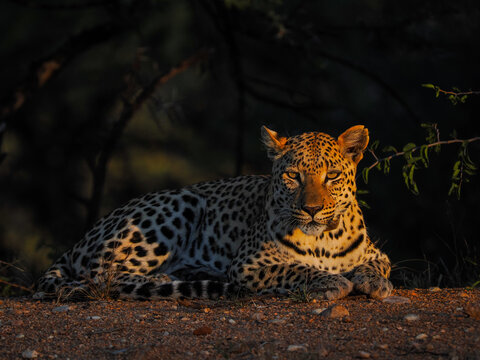African leopard (Panthera pardus pardus) resting at sunset