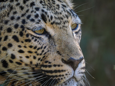 African Leopard (Panthera pardus) Portrait in Wild, copy space