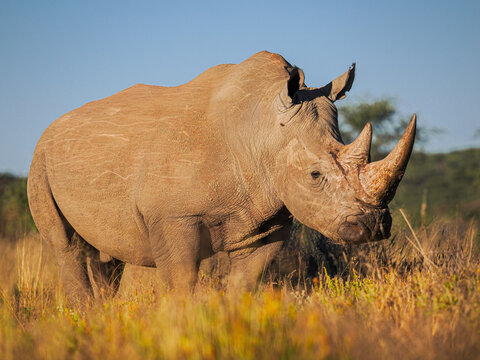 White rhinoceros (Ceratotherium simum) in savannah at sunset with horn