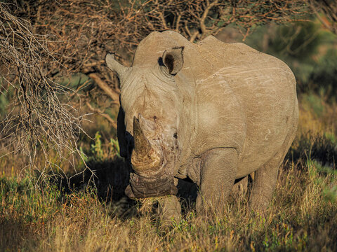 White rhinoceros (Ceratotherium simum) walking in savanna banner