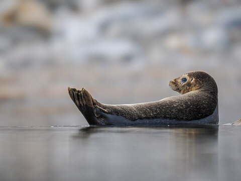 Harbor seal (Phoca vitulina) resting in shallow water, copy space