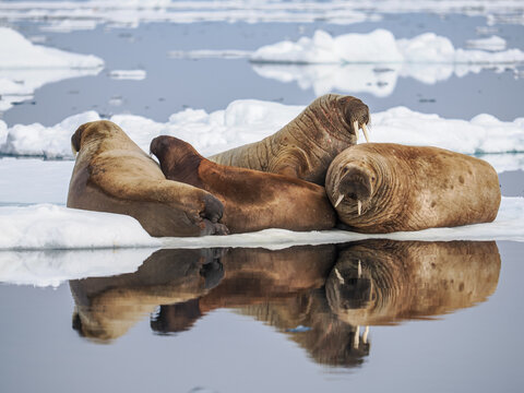Walruses (Odobenus rosmarus) resting on sea ice floe with reflection