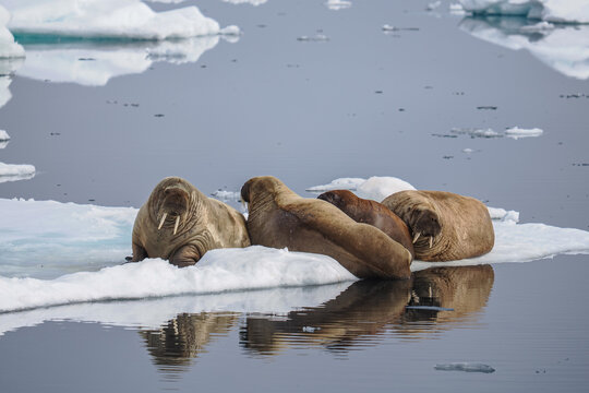 Walruses (Odobenus rosmarus) resting on sea ice floe, copy space