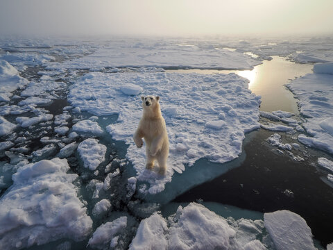 Polar bear (Ursus maritimus) standing on sea ice floe, copy space