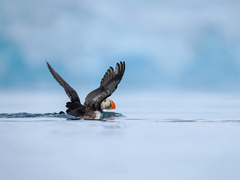 Atlantic Puffin (Fratercula arctica) Taking Off Water Surface Copy Space