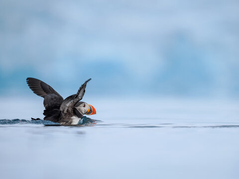 Atlantic puffin (Fratercula arctica) flapping wings on sea, copy space