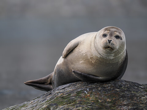 Harbor seal (Phoca vitulina) resting on rock by the sea, copy space