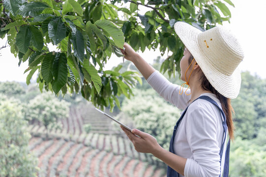 A female agricultural researcher uses a tablet to inspect tree leaves in a terraced plantation outdoors.