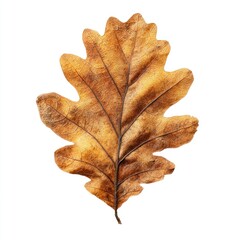 Fototapeta premium Detailed autumn oak leaf illustration.