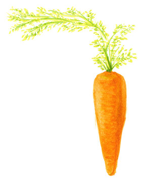 Fresh carrot with leaves hand drawn watercolor illustration / 葉付き人参の手描き水彩イラスト