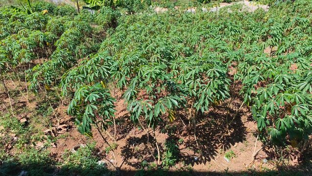 Lush cassava farm showing green plants growing in dry tropical soil under bright sun