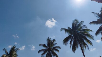 Low angle perspective of tropical coconut palm trees reaching toward clear bright blue sky with glowing sun and soft clouds ideal for travel and summer background © dani