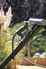 Naklejka premium Curious Ring-Tailed Lemur (Lemur Catta) Climbing Inclined Pole Feeder Structure in Outdoor Wildlife Safari Park Sanctuary